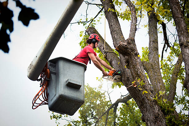 Tree and Shrub Care in Rotonda, FL